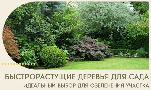 Быстрорастущие деревья для сада идеальный выбор в Северске