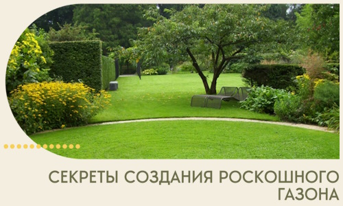 Секреты создания роскошного газона в Северске